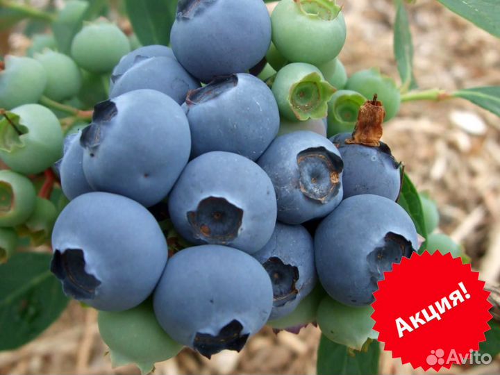 Голубика Сорт