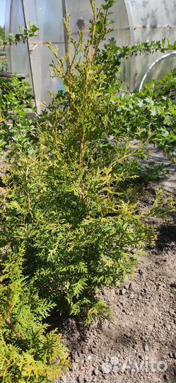 Туя смарагд саженцы