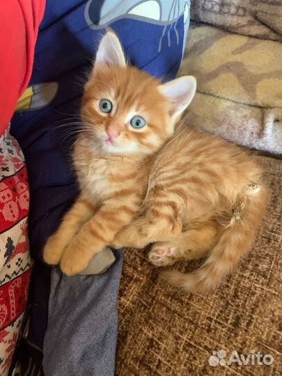 Котик в добрые руки