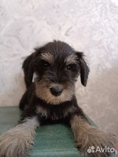 Цвергшнауцер щенки