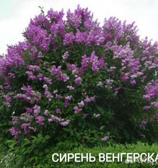 Сирень венгерская