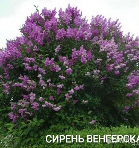 Сирень венгерская