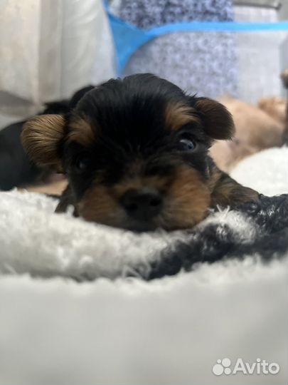 Йоркширский терьер