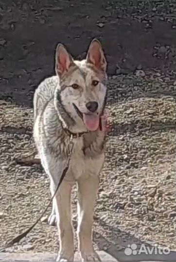 Отдадим собаку бесплатно