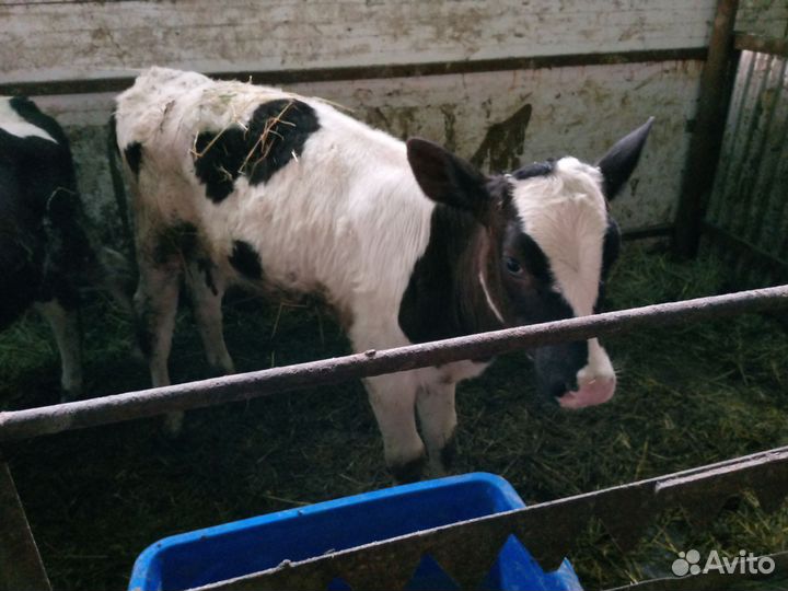 Тёлочки на племя