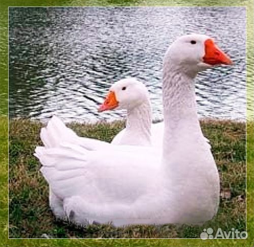 Гусята