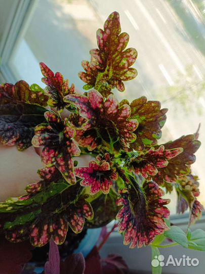 Колеус срезы