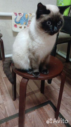 Сиамский кот 8 месяцев