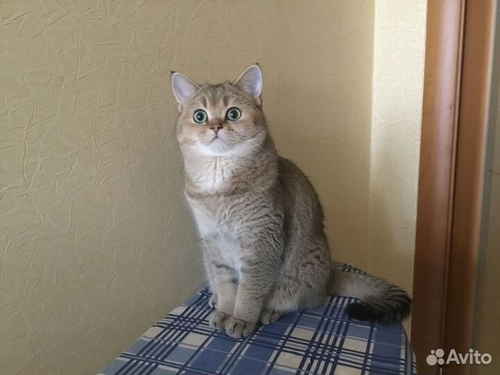 Кот на вязку