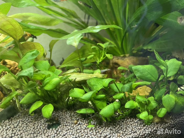 Водоросли для аквариума