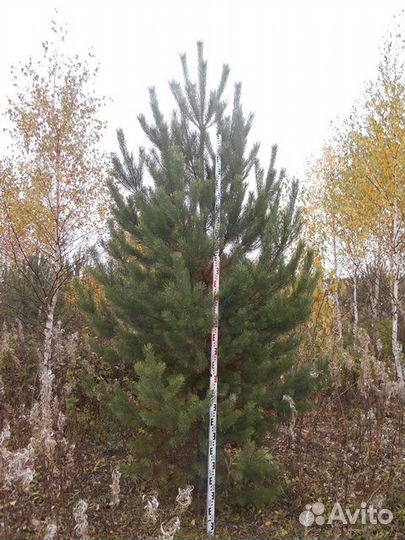 Деревья крупномеры до 7 метров