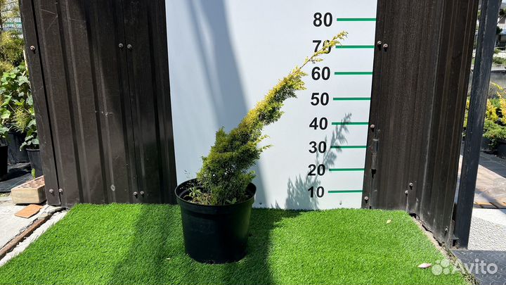 Можжевельник Плюмоза Ауреа