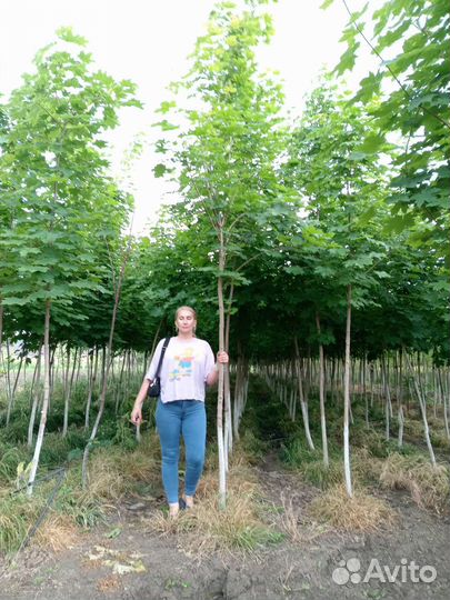 Клён остролистный явор татарский канадский