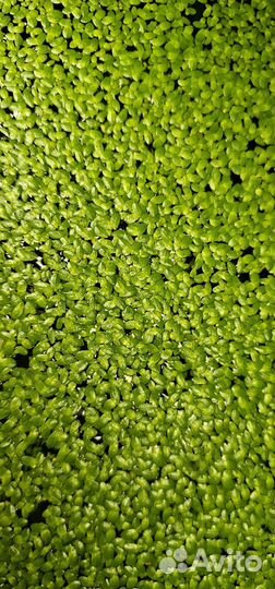 Ряска в аквариум