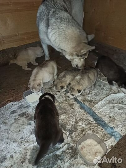 Щенки сибирской хаски