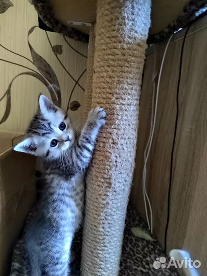 Британские котята