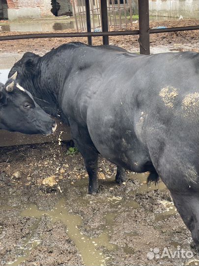 Быки на племя абердин,шароле