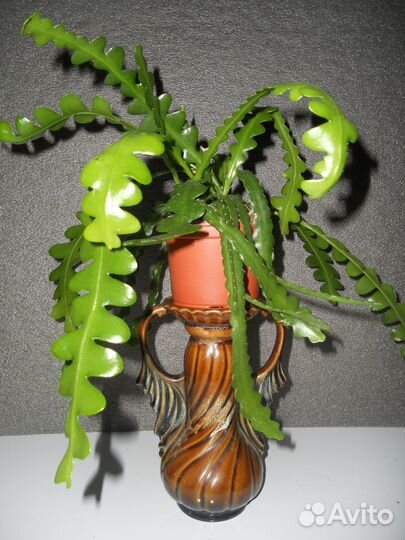 Эпифиллум ангулигер