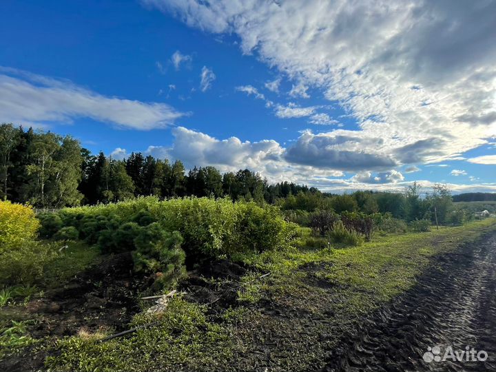 Питомник растений