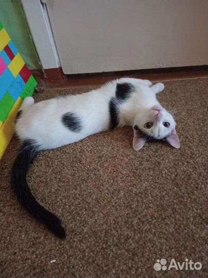 Молодой котик