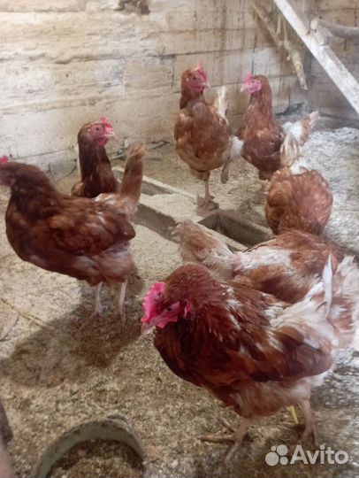 Яйцо индоутки,курочек