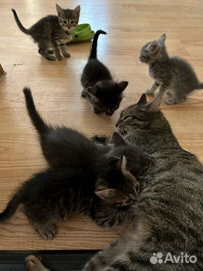 Котята в добрые руки