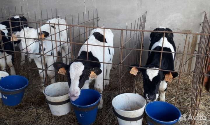 Бычки телята скороспелые