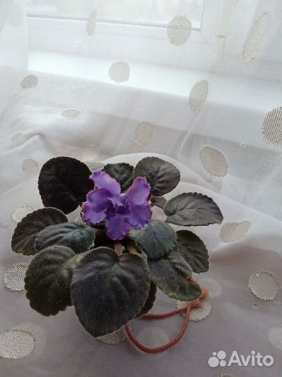 Сортовые фиалки