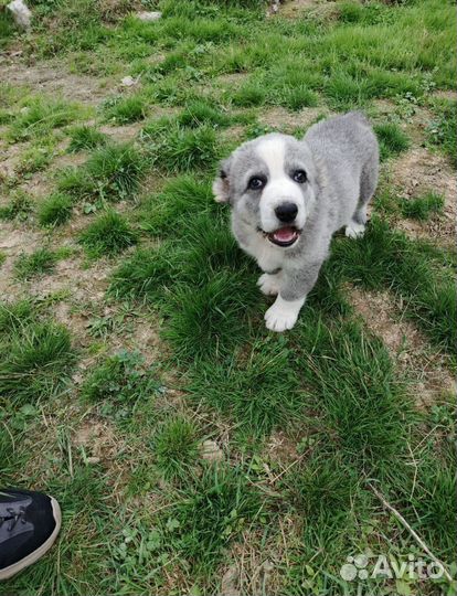 Щенки алабая(среднеазиатская овчарка)