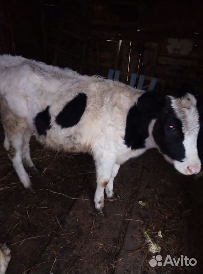 Бычки симменталы, лимузины