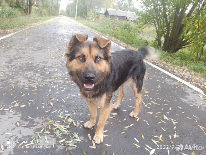 Собака в хорошие руки