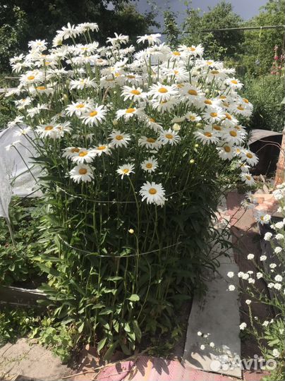 Рудбекия золотой шар,Ромашки