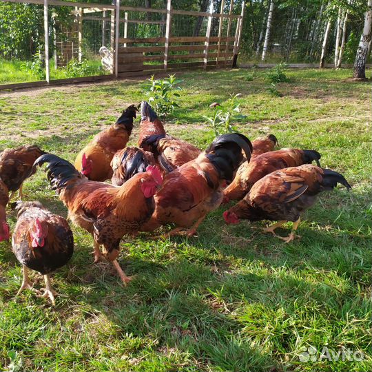 Петух. Молодые племенные чистопородные петухи Кучи