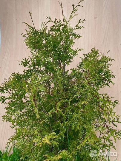 Туя (100см)