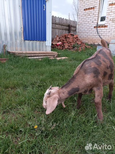 Нубийские козлята