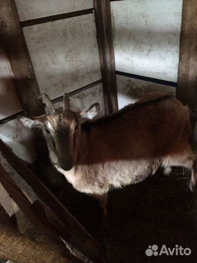 Коза зааненская