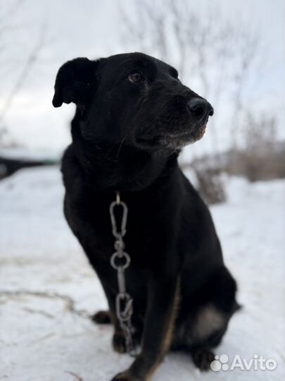 Больной пес с р о ч н о ищет дом