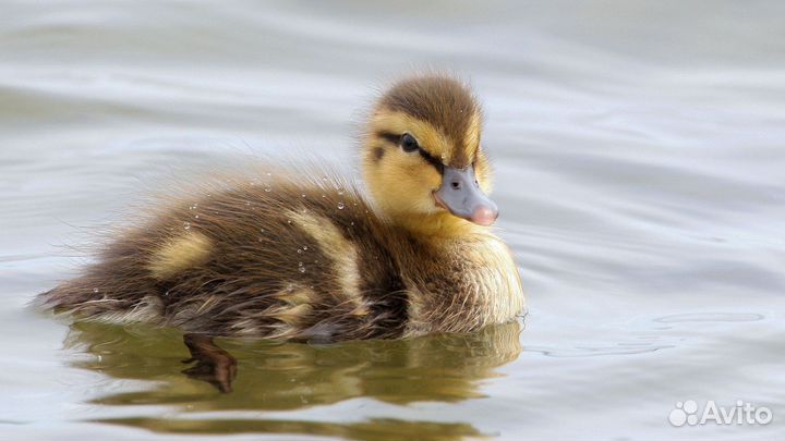 Утята дикой утки кряквы
