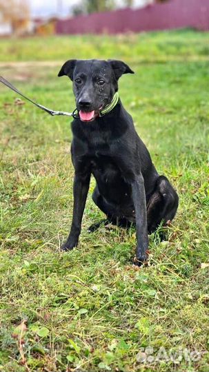 Собака /девочка. Альма