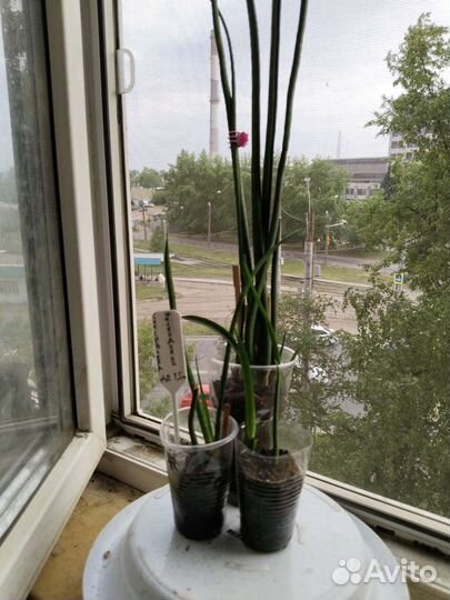 Сансевиерия разные сорта