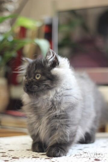 Котята Манчкин