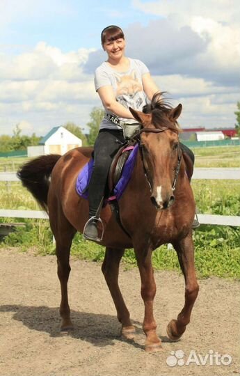 Спокойный мерин в аренду или в поларенды