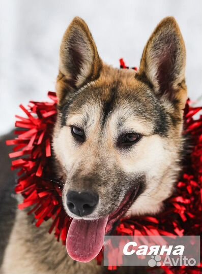 Срочно ищем передержку за корм или дом Саяне