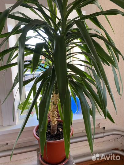 Домашняя пальма юкка