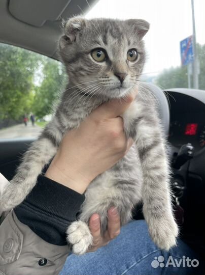 Котята в добрые руки бесплатно