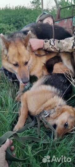 Немецкая овчарка