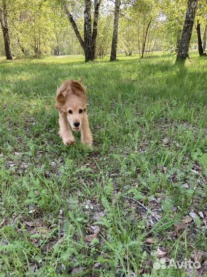 Щенки английского кокер спаниеля