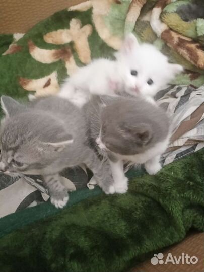 Кошка в дар бесплатно