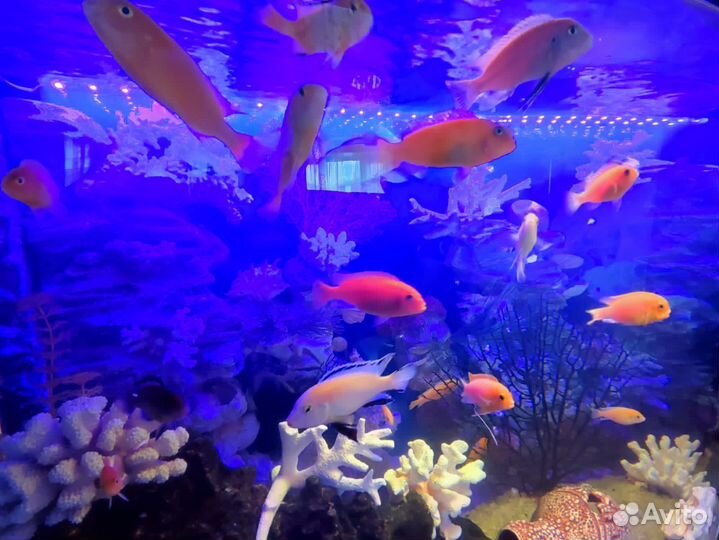 Аквариум с тумбой 500 литров