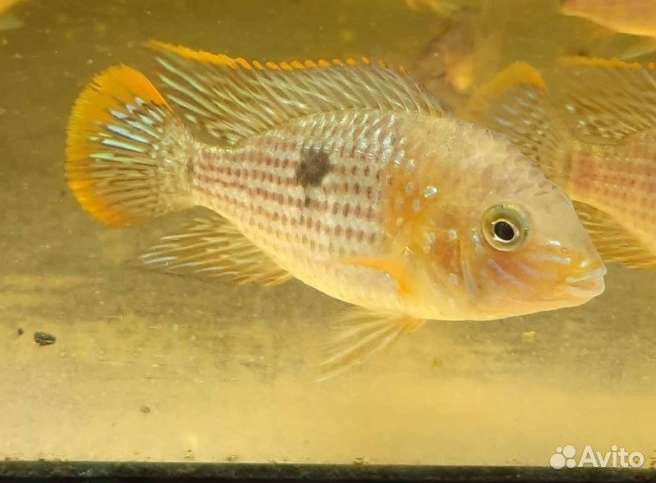 Аквариумные рыбки